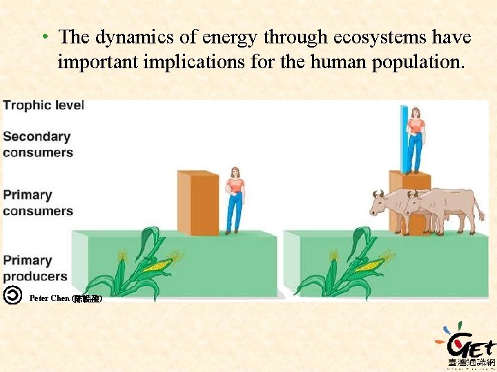  • The dynamics of energy through ecosystems have important implications for the human