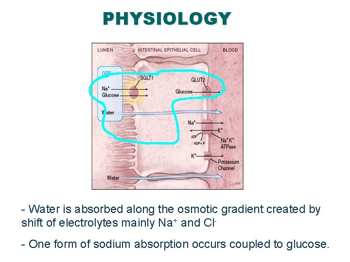 PHYSIOLOGY - Water is absorbed along the osmotic gradient created by shift of electrolytes PHYSIOLOGY - Water is absorbed along the osmotic gradient created by shift of electrolytes