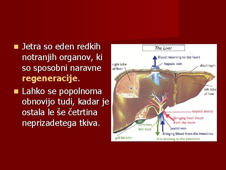 Jetra so eden redkih notranjih organov, ki so sposobni naravne regeneracije. Lahko se popolnoma