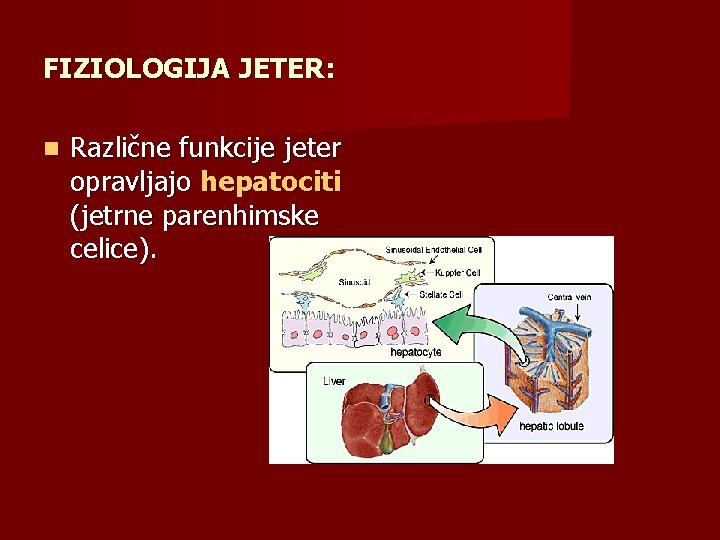 FIZIOLOGIJA JETER: Različne funkcije jeter opravljajo hepatociti (jetrne parenhimske celice). 