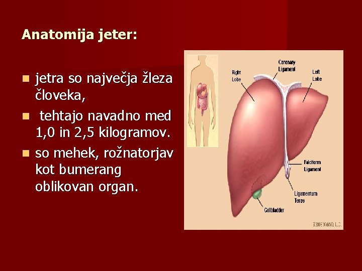 Anatomija jeter: jetra so največja žleza človeka, tehtajo navadno med 1, 0 in 2,