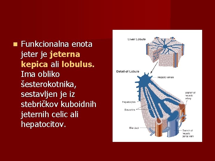  Funkcionalna enota jeter je jeterna kepica ali lobulus. Ima obliko šesterokotnika, sestavljen je