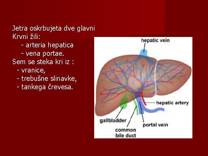 Jetra oskrbujeta dve glavni Krvni žili: - arteria hepatica - vena portae. Sem se