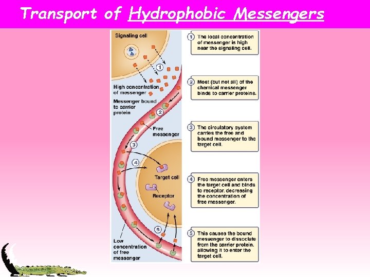 Transport of Hydrophobic Messengers 