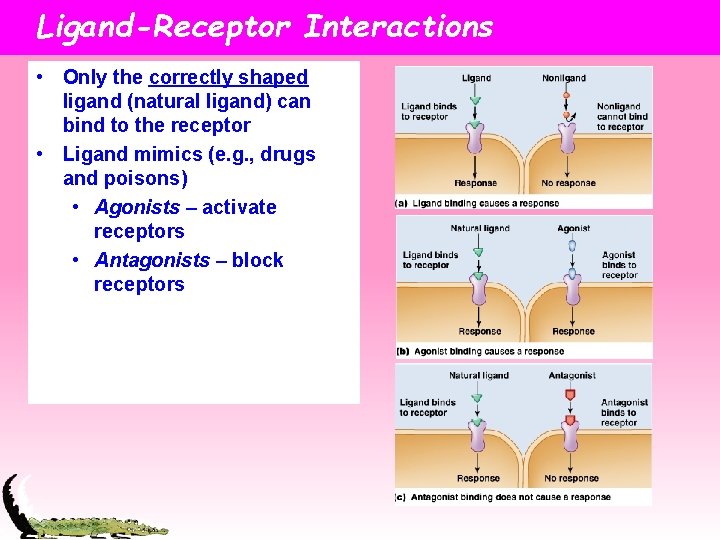 Ligand-Receptor Interactions • Only the correctly shaped ligand (natural ligand) can bind to the