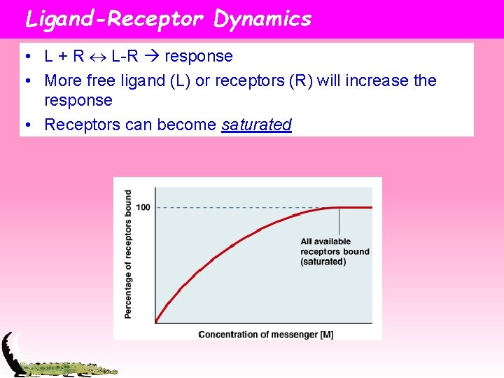 Ligand-Receptor Dynamics • L + R L-R response • More free ligand (L) or