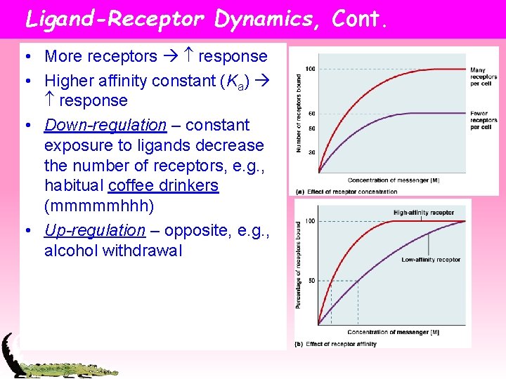 Ligand-Receptor Dynamics, Cont. • More receptors response • Higher affinity constant (Ka) response •