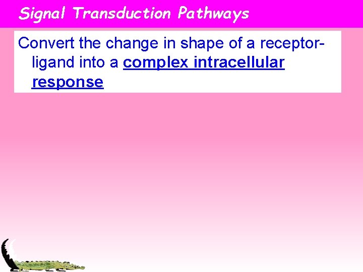 Signal Transduction Pathways Convert the change in shape of a receptorligand into a complex