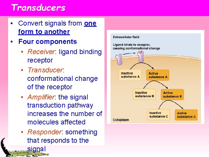 Transducers • Convert signals from one form to another • Four components • Receiver: