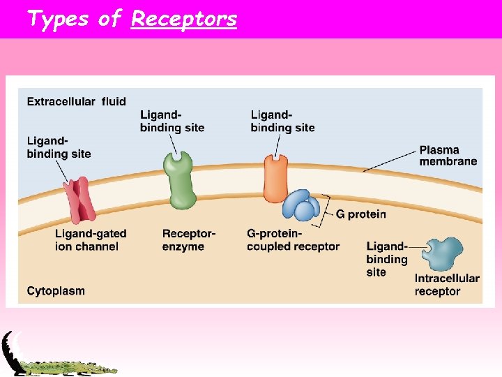 Types of Receptors 