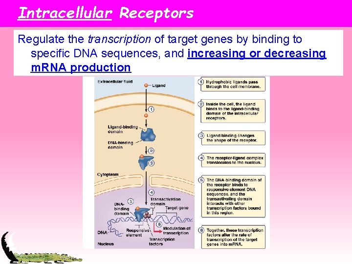 Intracellular Receptors Regulate the transcription of target genes by binding to specific DNA sequences,