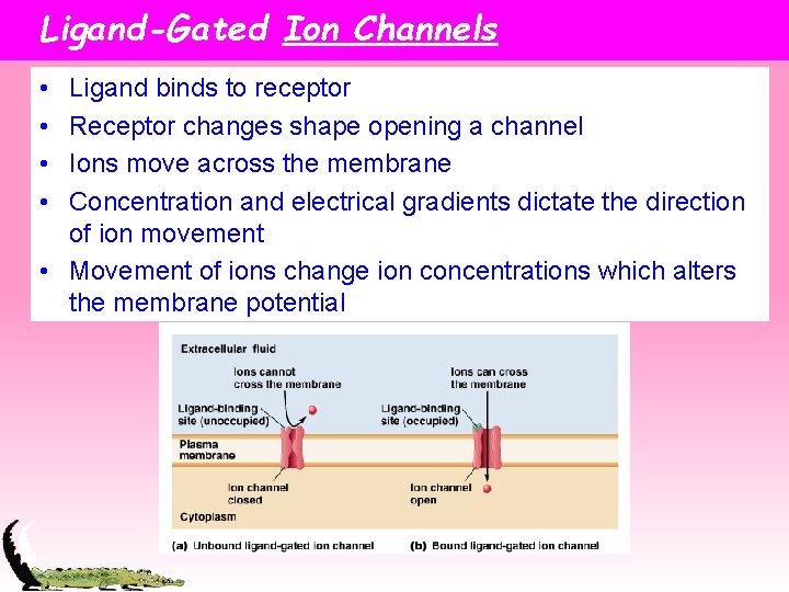 Ligand-Gated Ion Channels • • Ligand binds to receptor Receptor changes shape opening a