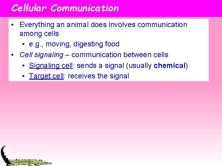 Cellular Communication • Everything an animal does involves communication among cells • e. g.