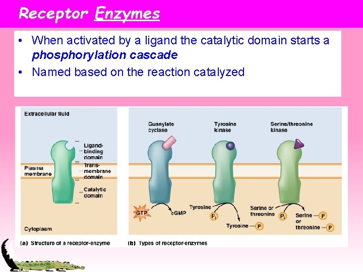 Receptor Enzymes • When activated by a ligand the catalytic domain starts a phosphorylation