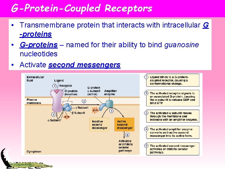 G-Protein-Coupled Receptors • Transmembrane protein that interacts with intracellular G -proteins • G-proteins –