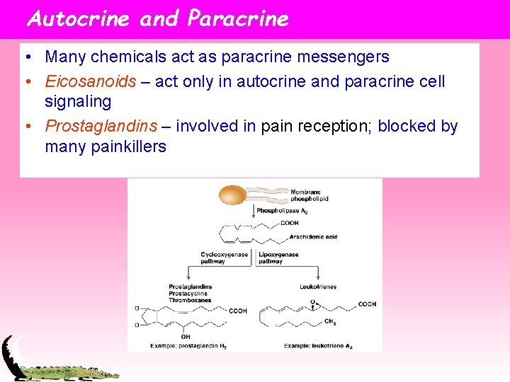 Autocrine and Paracrine • Many chemicals act as paracrine messengers • Eicosanoids – act