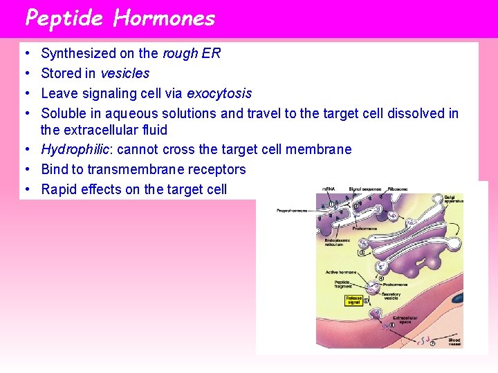 Peptide Hormones • • Synthesized on the rough ER Stored in vesicles Leave signaling