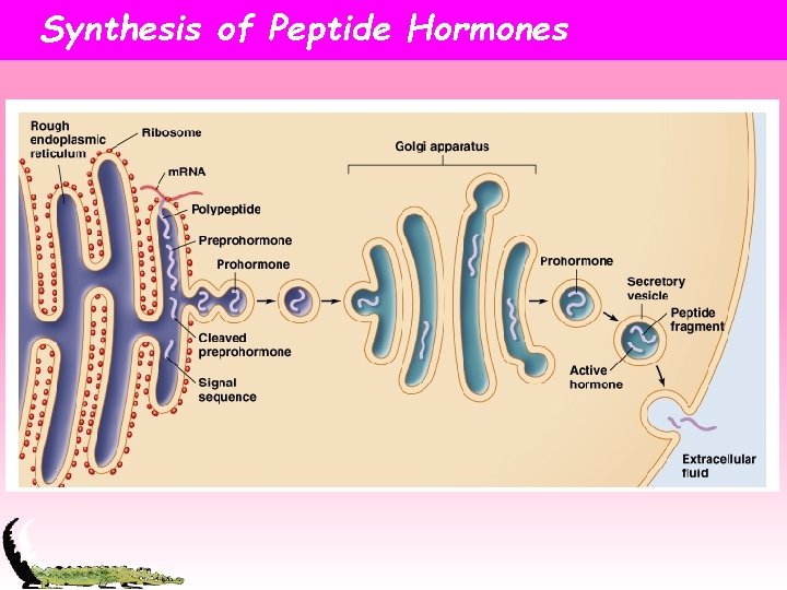 Synthesis of Peptide Hormones 