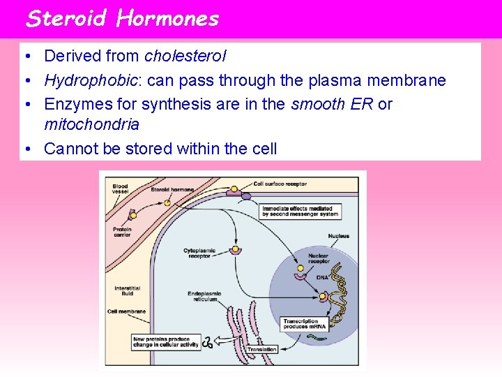 Steroid Hormones • Derived from cholesterol • Hydrophobic: can pass through the plasma membrane