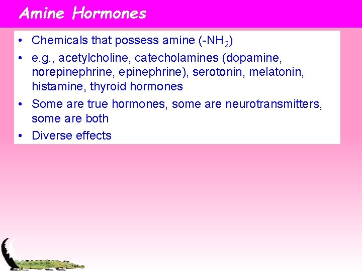 Amine Hormones • Chemicals that possess amine (-NH 2) • e. g. , acetylcholine,