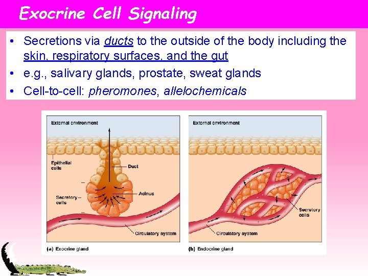 Exocrine Cell Signaling • Secretions via ducts to the outside of the body including