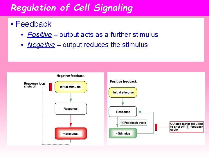 Regulation of Cell Signaling • Feedback • Positive – output acts as a further