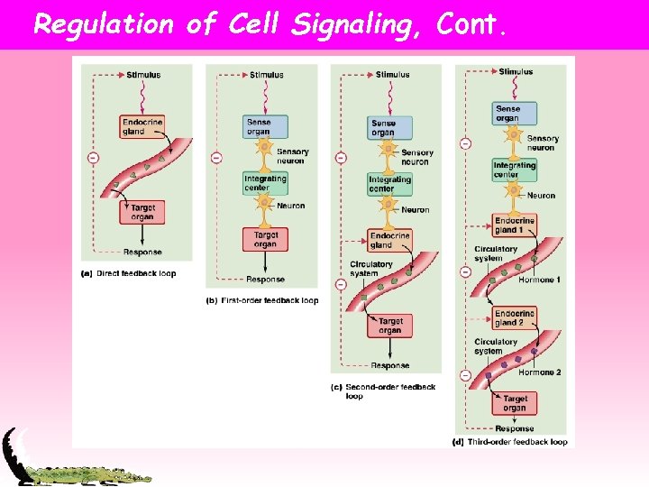 Regulation of Cell Signaling, Cont. 