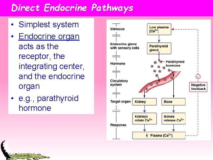 Direct Endocrine Pathways • Simplest system • Endocrine organ acts as the receptor, the