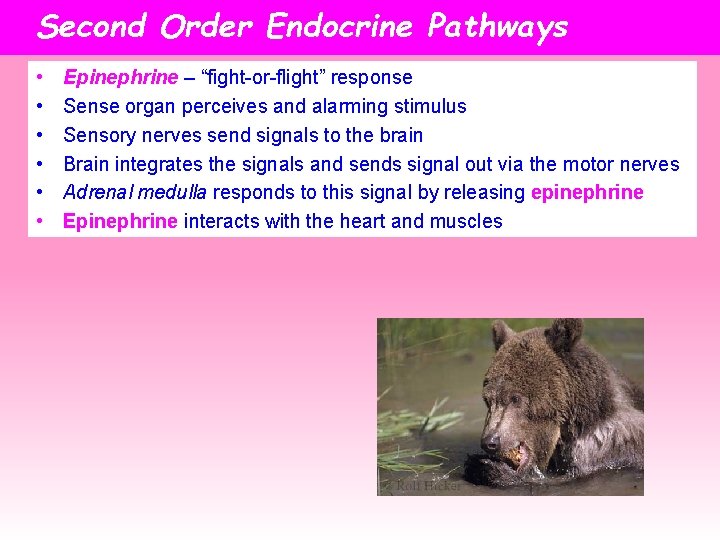 Second Order Endocrine Pathways • • • Epinephrine – “fight-or-flight” response Sense organ perceives