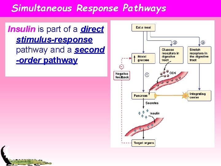 Simultaneous Response Pathways Insulin is part of a direct stimulus-response pathway and a second