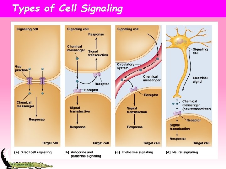 Types of Cell Signaling 