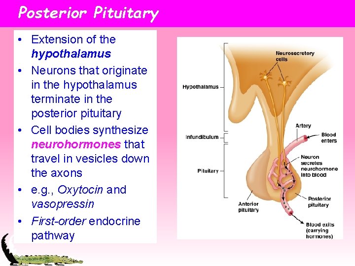 Posterior Pituitary • Extension of the hypothalamus • Neurons that originate in the hypothalamus