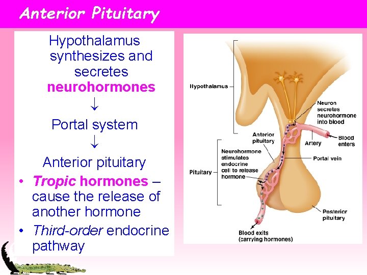 Anterior Pituitary Hypothalamus synthesizes and secretes neurohormones Portal system Anterior pituitary • Tropic hormones
