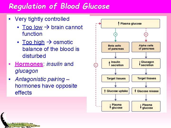 Regulation of Blood Glucose • Very tightly controlled • Too low brain cannot function