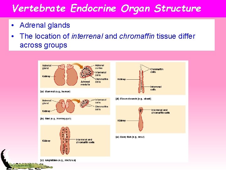 Vertebrate Endocrine Organ Structure • Adrenal glands • The location of interrenal and chromaffin