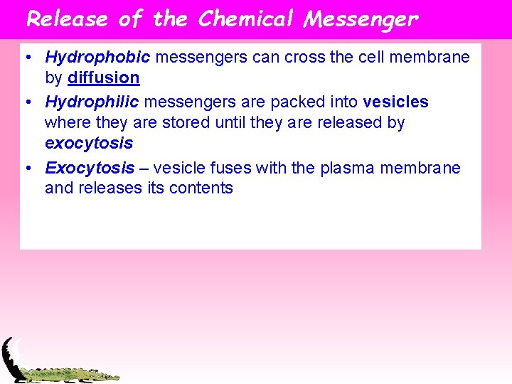 Release of the Chemical Messenger • Hydrophobic messengers can cross the cell membrane by