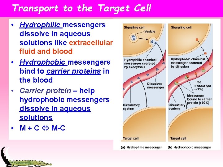 Transport to the Target Cell • Hydrophilic messengers dissolve in aqueous solutions like extracellular