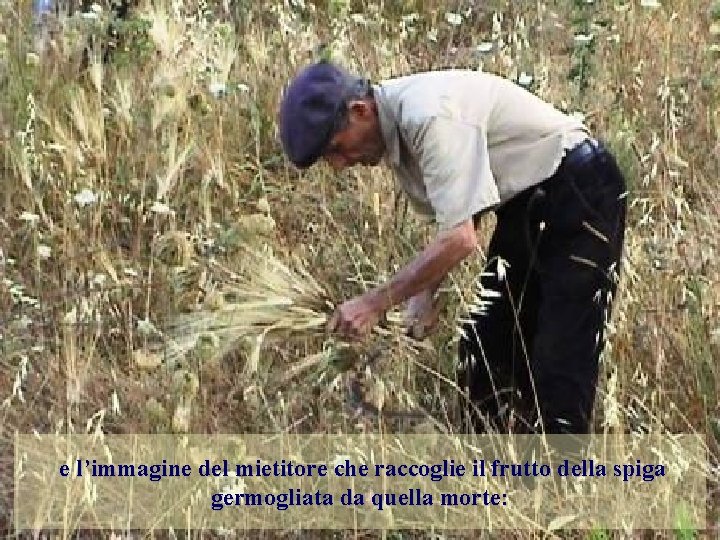 e l’immagine del mietitore che raccoglie il frutto della spiga germogliata da quella morte: