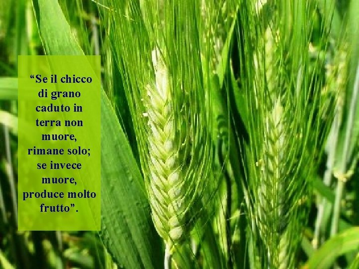 “Se il chicco di grano caduto in terra non muore, rimane solo; se invece