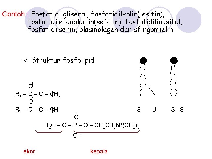 Contoh : Fosfatidilgliserol, fosfatidilkolin(lesitin), fosfatidiletanolamin(sefalin), fosfatidilinositol, fosfatidilserin, plasmolagen dan sfingomielin Struktur fosfolipid O R