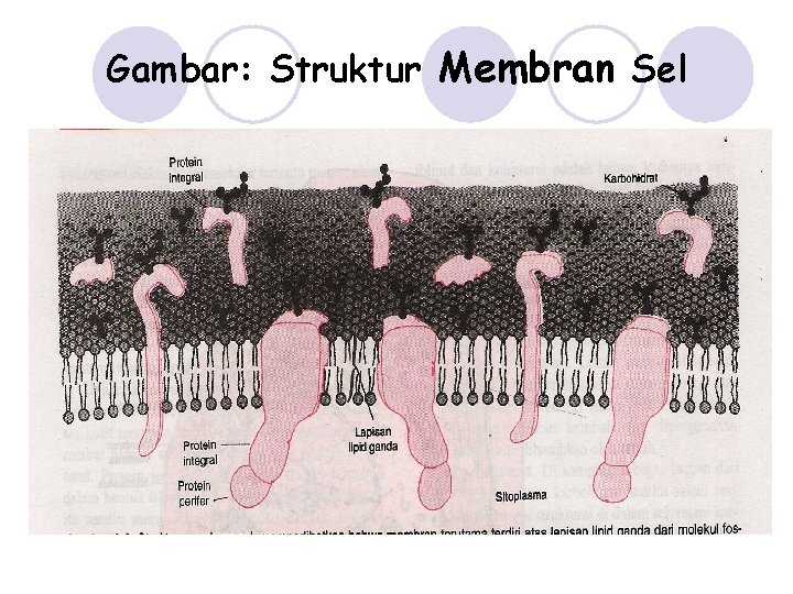 Gambar: Struktur Membran Sel 