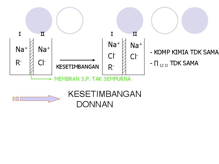 I II Na+ R- Cl- I KESETIMBANGAN II Na+ Cl- R- MEMBRAN S. P.