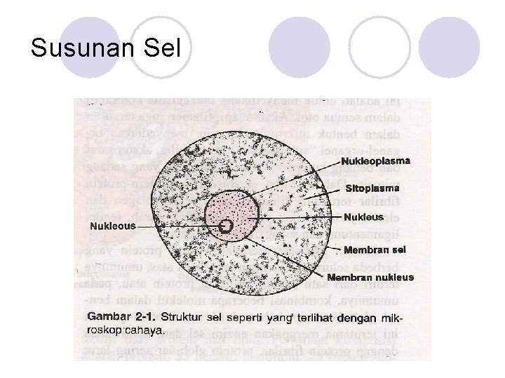 Susunan Sel 