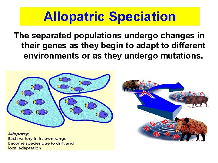 Allopatric Speciation The separated populations undergo changes in their genes as they begin to