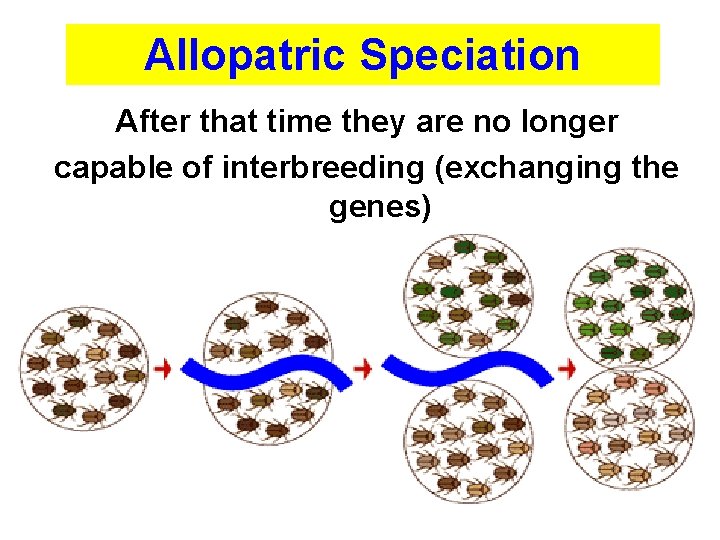 Allopatric Speciation After that time they are no longer capable of interbreeding (exchanging the