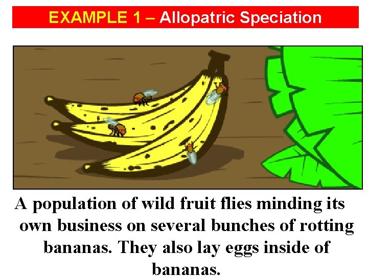 EXAMPLE 1 – Allopatric Speciation A population of wild fruit flies minding its own