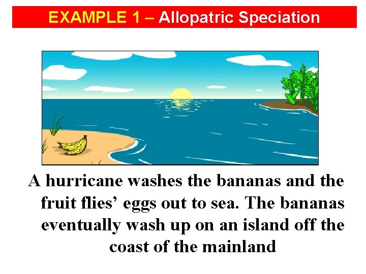 EXAMPLE 1 – Allopatric Speciation A hurricane washes the bananas and the fruit flies’