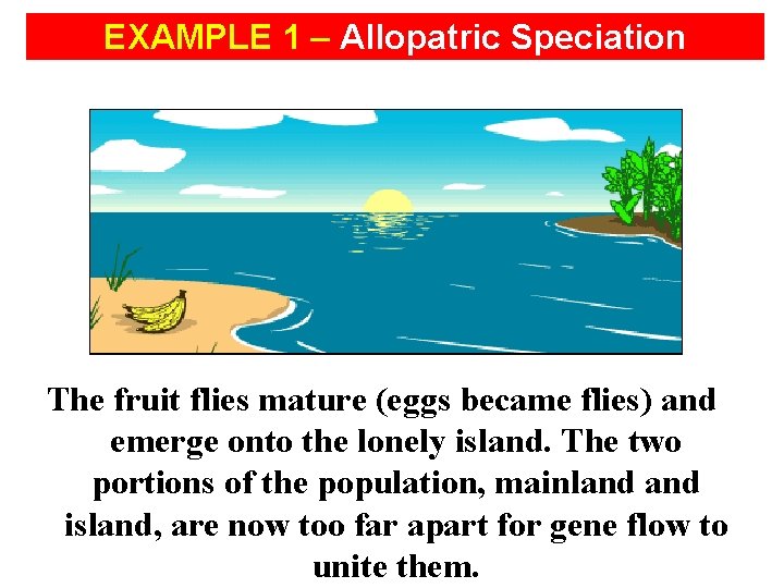 EXAMPLE 1 – Allopatric Speciation The fruit flies mature (eggs became flies) and emerge