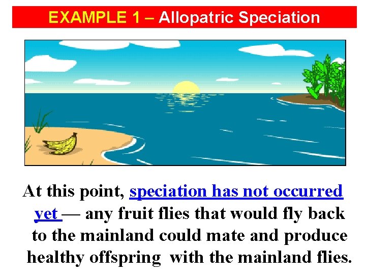 EXAMPLE 1 – Allopatric Speciation At this point, speciation has not occurred yet —