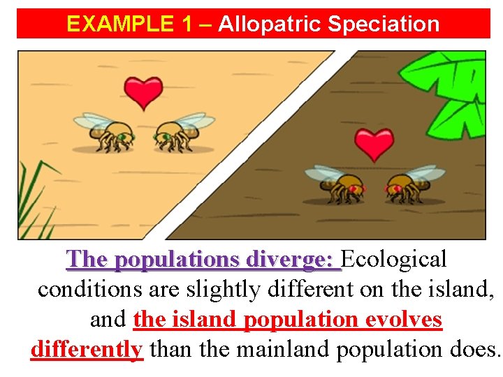 EXAMPLE 1 – Allopatric Speciation The populations diverge: Ecological conditions are slightly different on